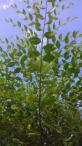Jilm sibiřský - rychlerostoucí živý plot